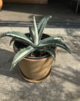 Agave assorted アガベ アソート Size 5