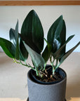 Satin Pothos スキンダプサス ブラック