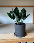Satin Pothos スキンダプサス ブラック