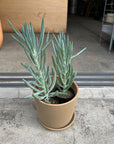 Senecio セネシオ キュリオ ブルース Size 2