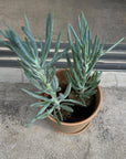 Senecio セネシオ キュリオ ブルース Size 2