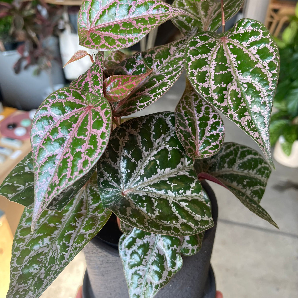 ThePlantSociety_259_3d88d1a3-