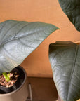 Alocasia 'Dark Million' アロカシア ダークミリオン