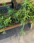 Rhipsalis Assortedリプサリス アソート