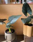 Alocasia 'Dark Million' アロカシア ダークミリオン