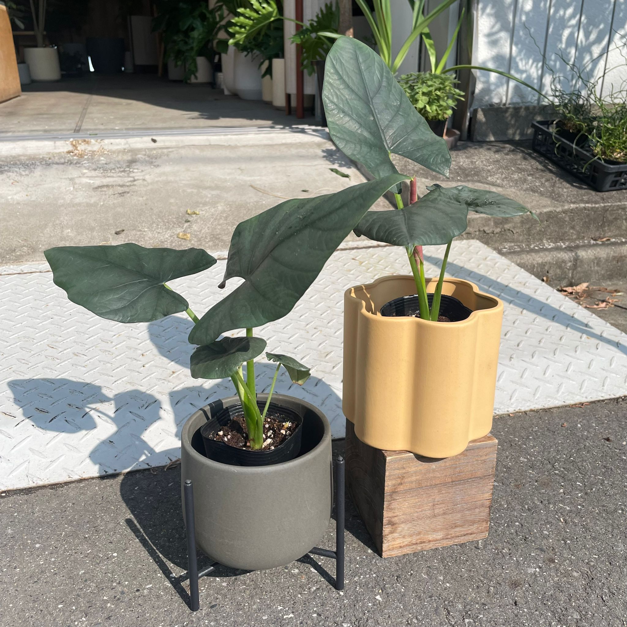Alocasia アロカシア ダークミリオン I インドアプランツ I プラント