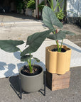 Alocasia 'Dark Million' アロカシア ダークミリオン