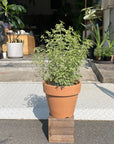 Roundleaf mint bush ミントブッシュ