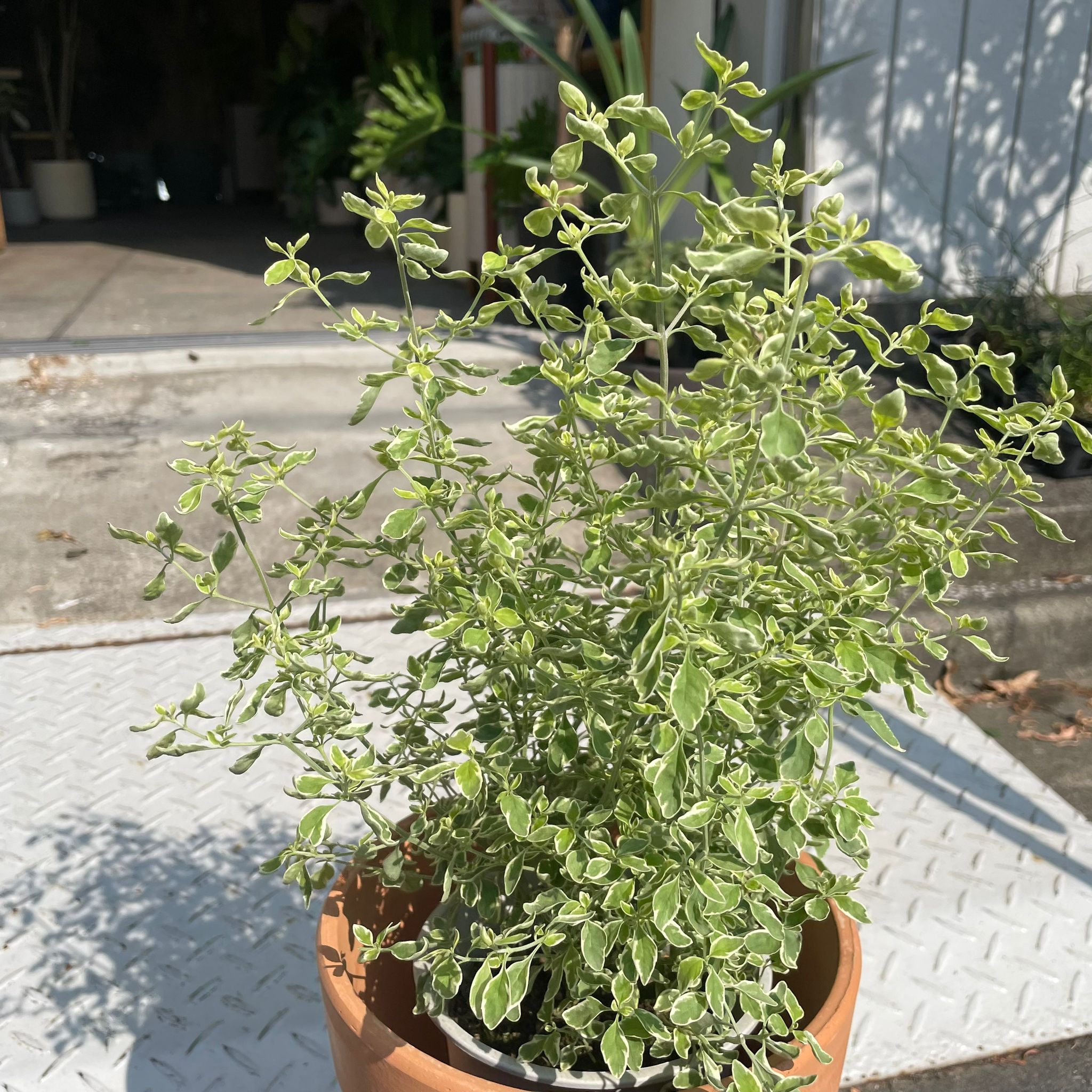 Roundleaf mint bush ミントブッシュ I プラントソサエティトーキョー