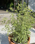 Roundleaf mint bush ミントブッシュ