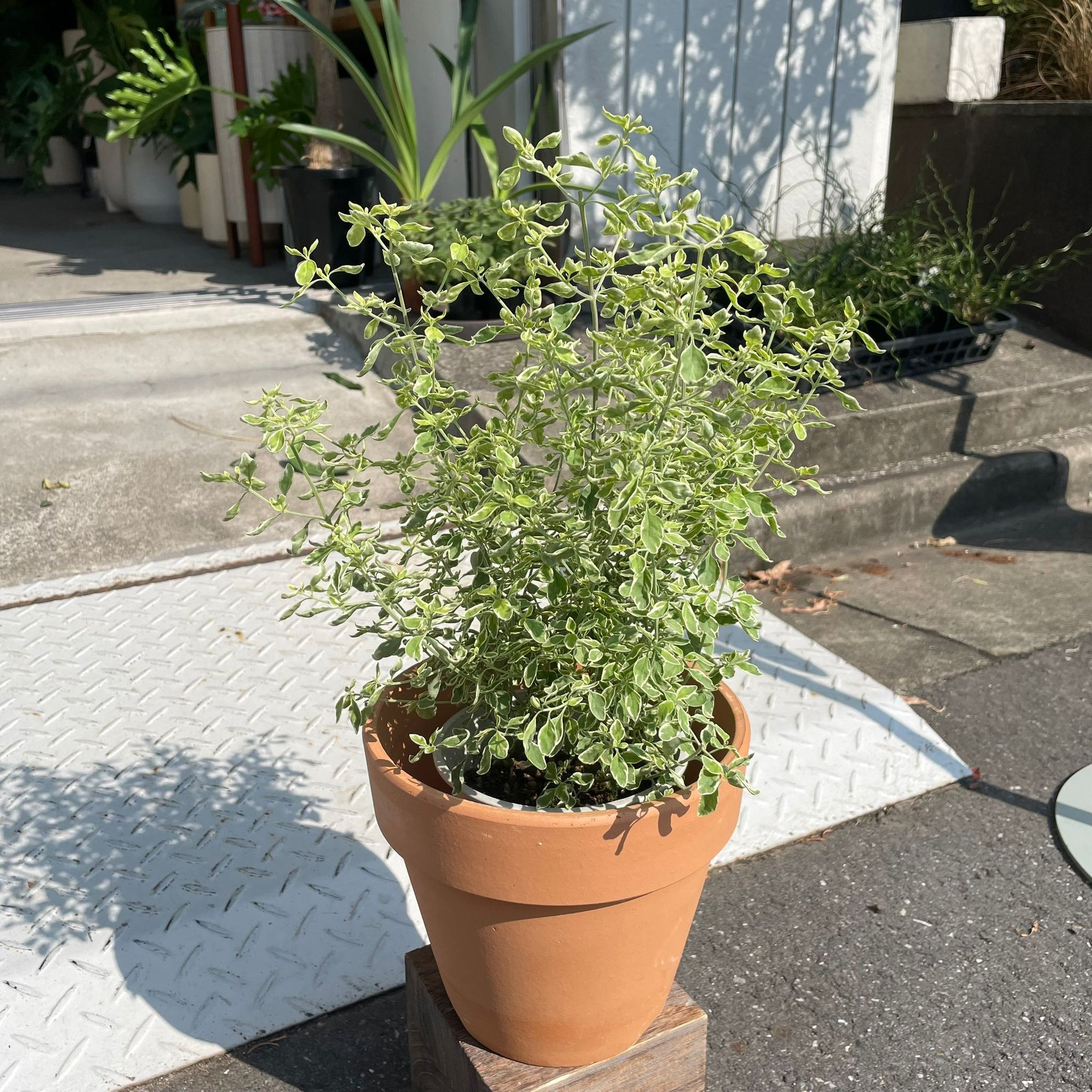 Roundleaf mint bush ミントブッシュ