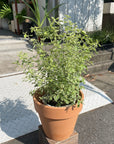 Roundleaf mint bush ミントブッシュ