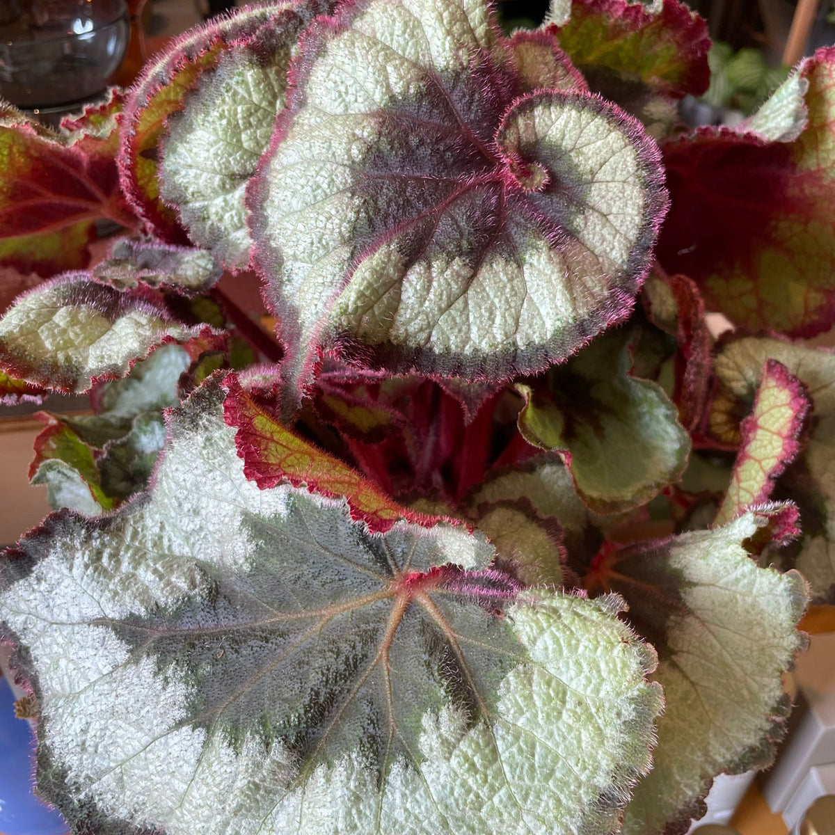 Rex Begonia レックス ベゴニア エスカルゴ I インドアプランツ I