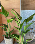 Bird of Paradise (Strelitzia nicolai) バード オブ パラダイス(オーガスタ)