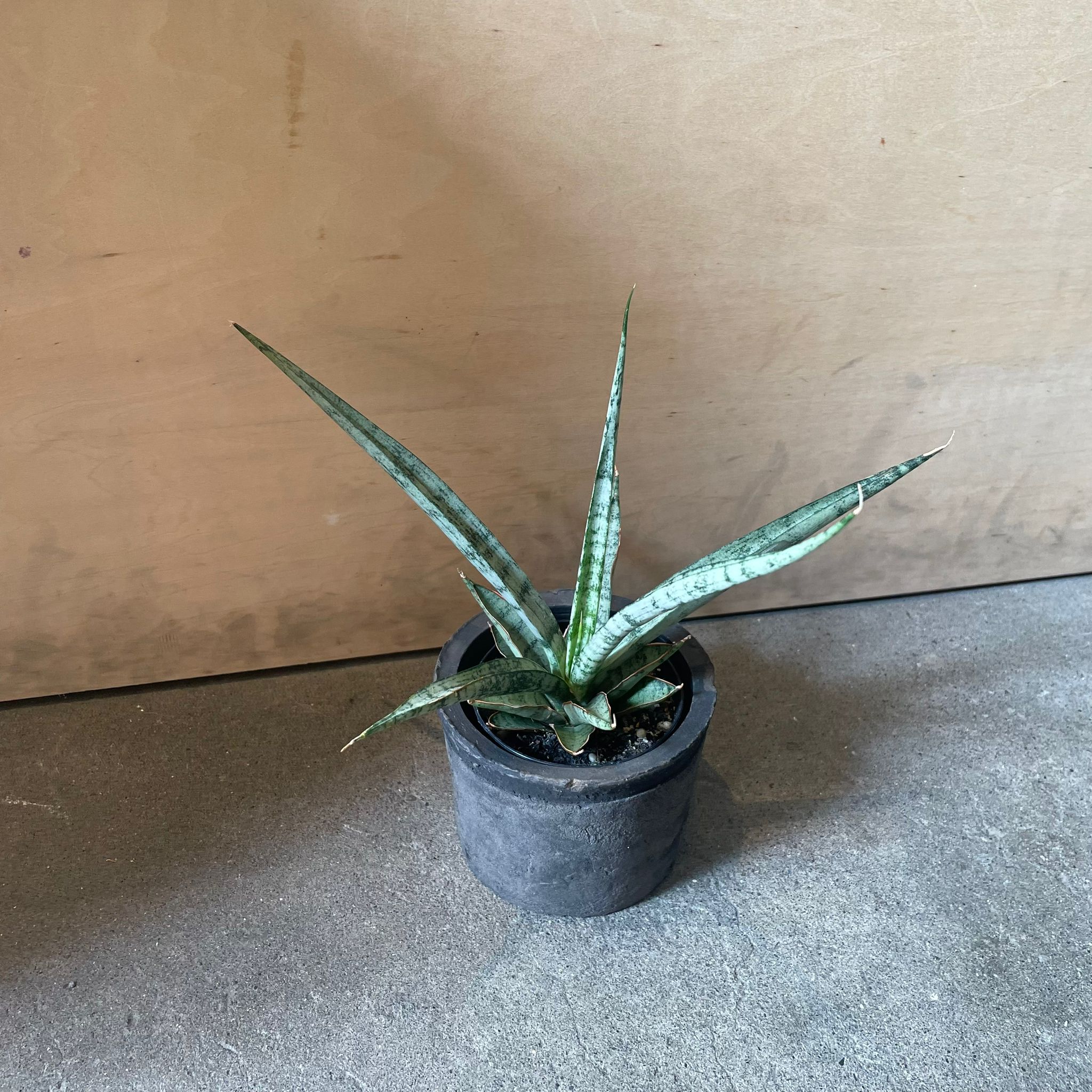 サンスベリア アイシクル I インドアプランツ I プラントソサエティ