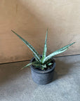 Snake Plant サンスベリア アイシクル