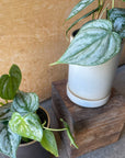 Philodendron 'Brandtianum' フィロデンドロン ブランティアナム Size 2