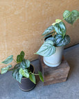Philodendron 'Brandtianum' フィロデンドロン ブランティアナム Size 2