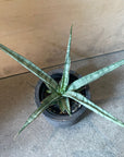 Snake Plant サンスベリア アイシクル