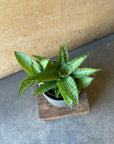 Sansevieria 'Hybrid' サンスベリア ハイブリッド