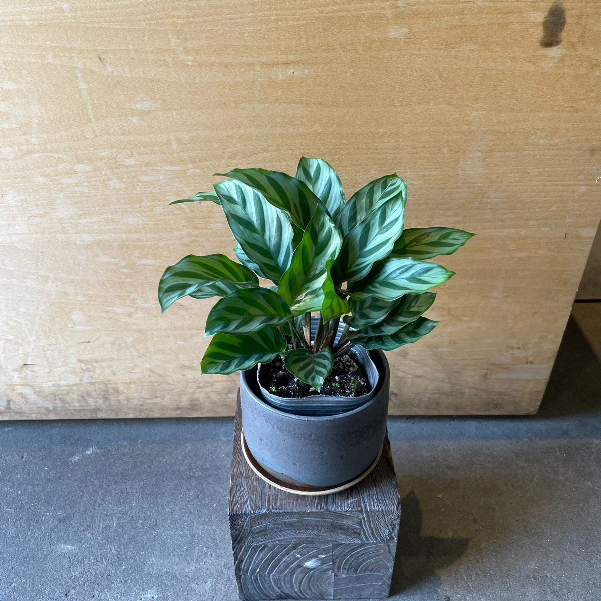 Jungle velvet カラテア フレディ I インドアプランツ I プラント