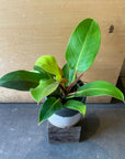 Philodendron ‘Yello flame’ フィロデンドロン イエローフレーム