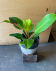 Philodendron ‘Yello flame’ フィロデンドロン イエローフレーム