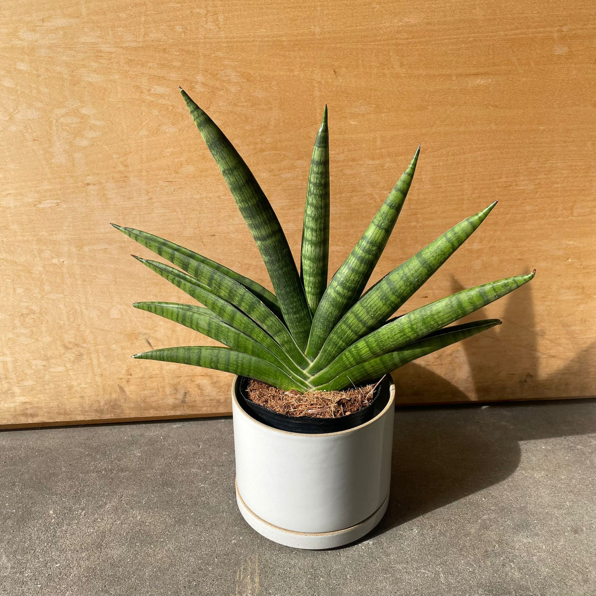 ThePlantSociety_289_0e214bf2-