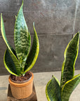 Snake Plant (Sansevieria) サンスベリア スパーバ