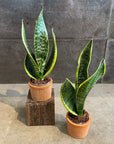 Snake Plant (Sansevieria) サンスベリア スパーバ