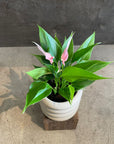 Anthurium ‘lily’ アンスリウム リリー