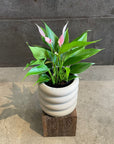 Anthurium ‘lily’ アンスリウム リリー