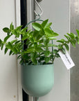 Fanne hanging planter ファンヌハンギング