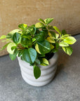 Peperomia glabella ペペロミア グラベラ Size 3
