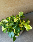 Peperomia glabella ペペロミア グラベラ Size 3