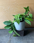 Hoya callistophylla ホヤ カリストロフィラ