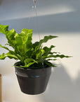 Crocodile Fern クロコダイルファーン