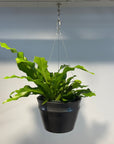 Crocodile Fern クロコダイルファーン