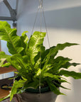 Crocodile Fern クロコダイルファーン