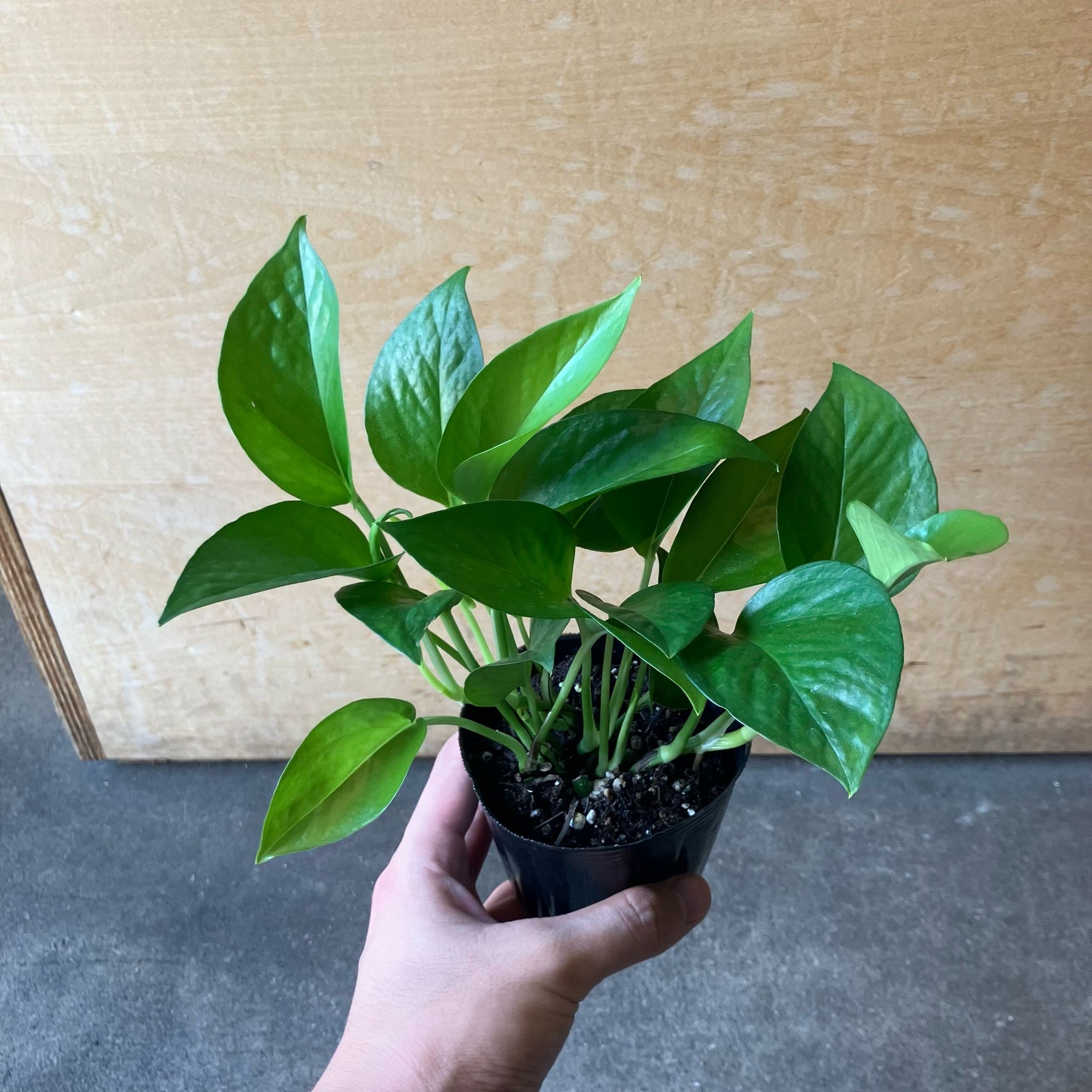 Pothos ポトス パーフェクトグリーン