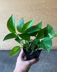 Pothos ポトス パーフェクトグリーン