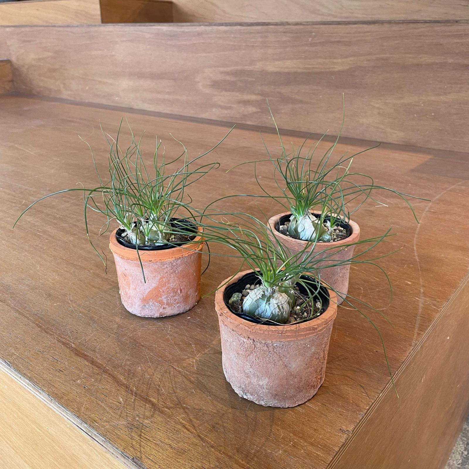 Albuca humilis アルブカ フミリス