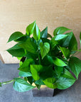 Pothos ポトス パーフェクトグリーン