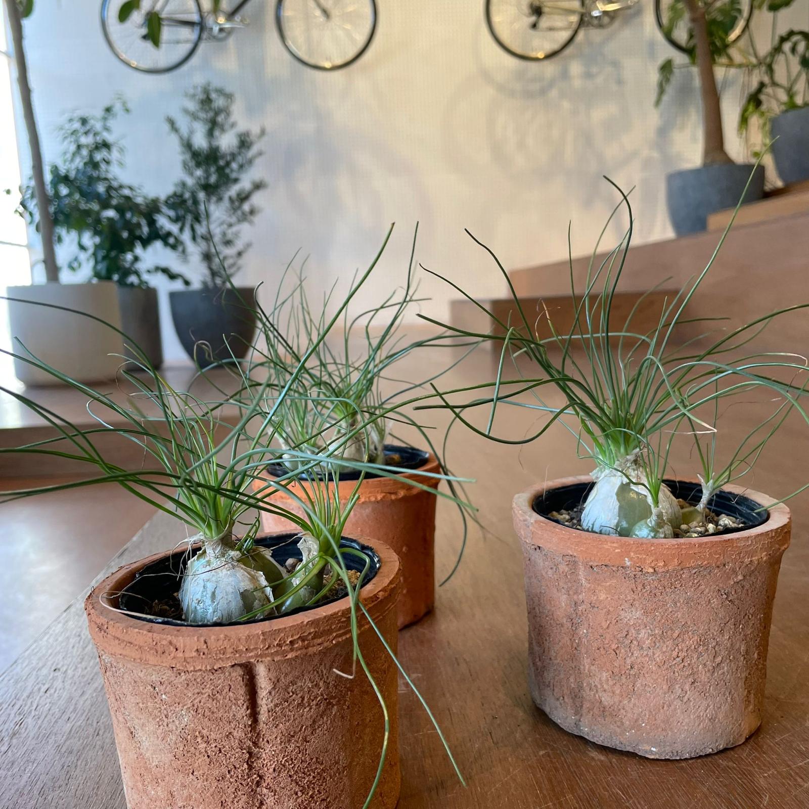 Albuca humilis アルブカ フミリス