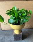 Pothos ポトス パーフェクトグリーン