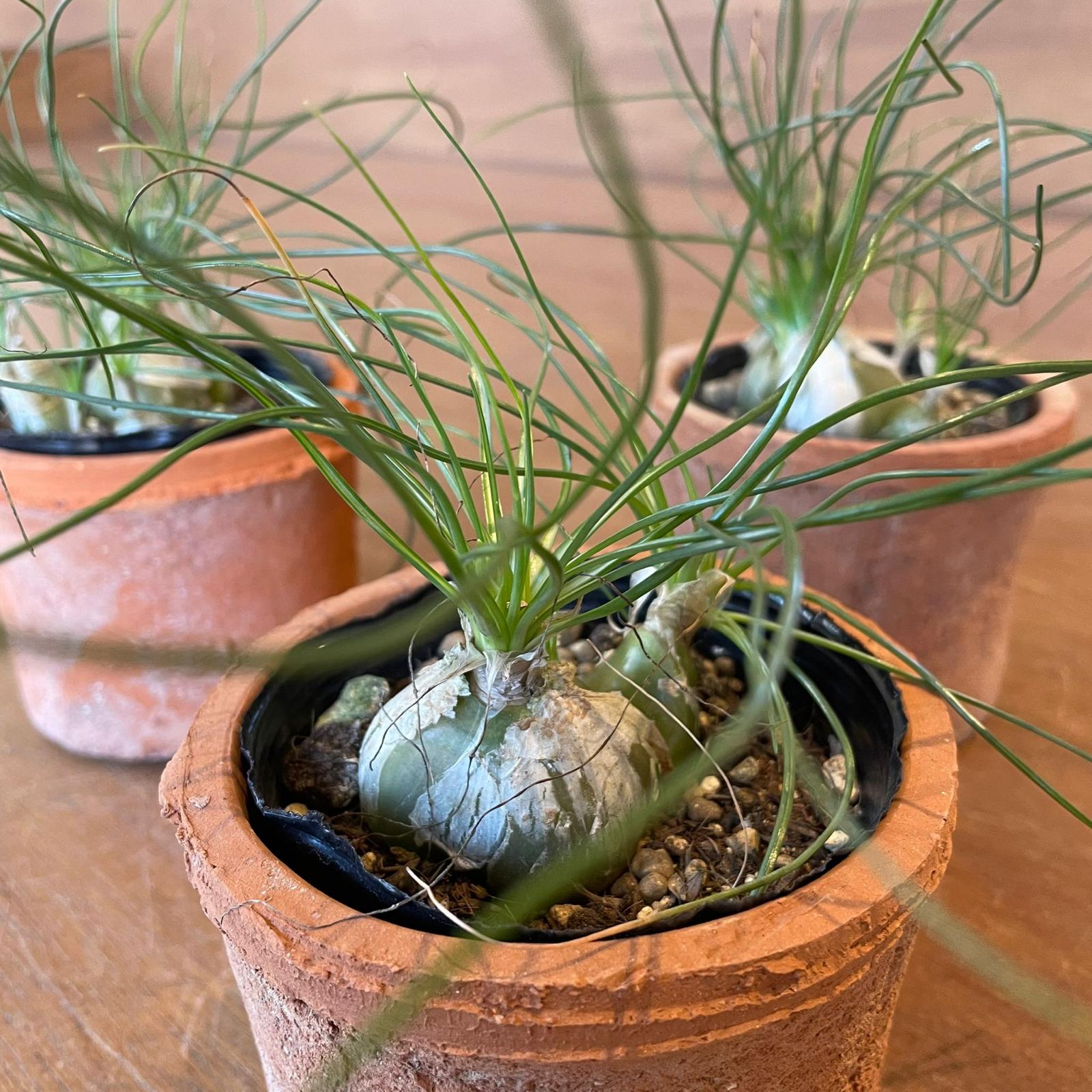 Albuca humilis アルブカ フミリス