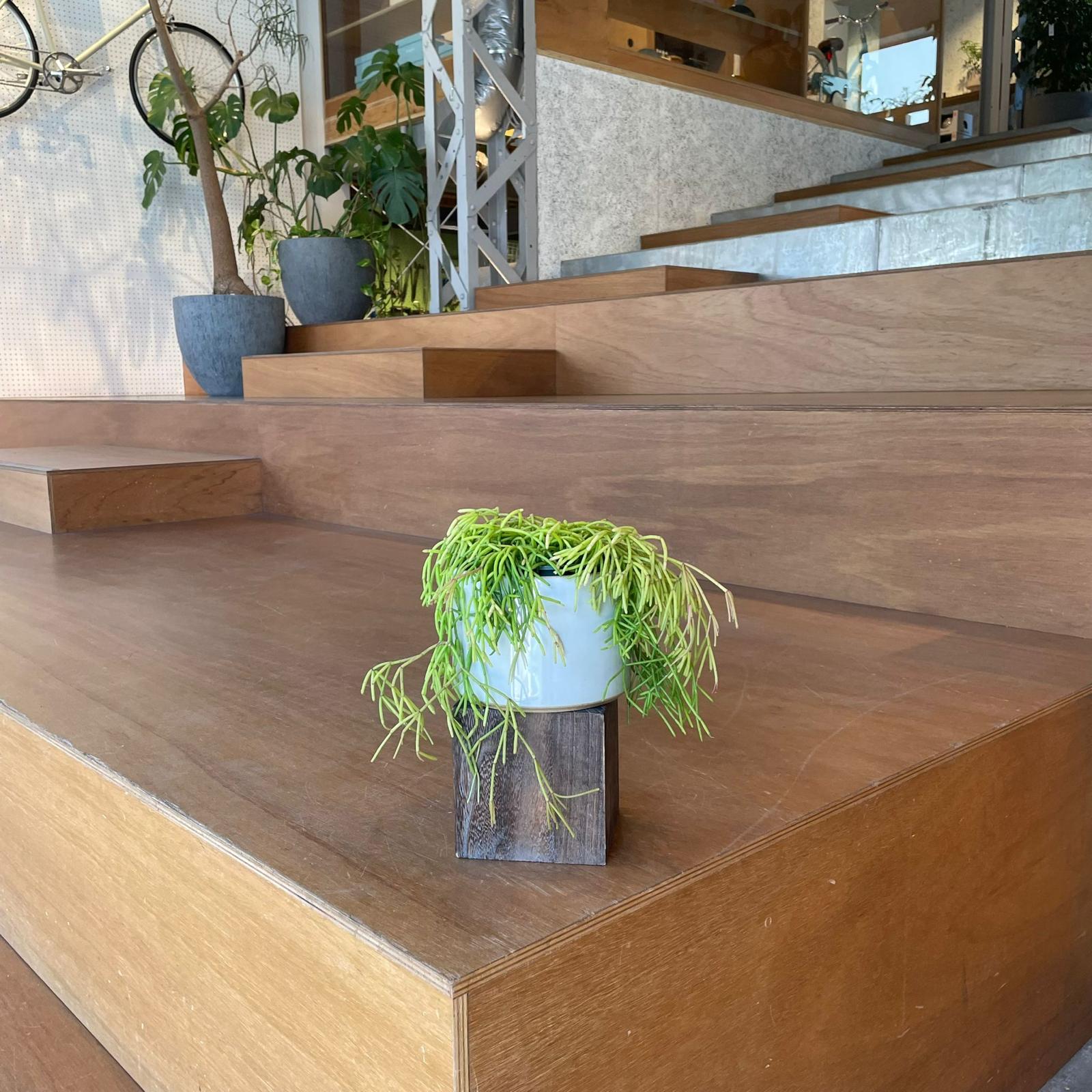 ripsalis/リプサリス リプサリス カビリフォルミス I インドアプランツ I プラント