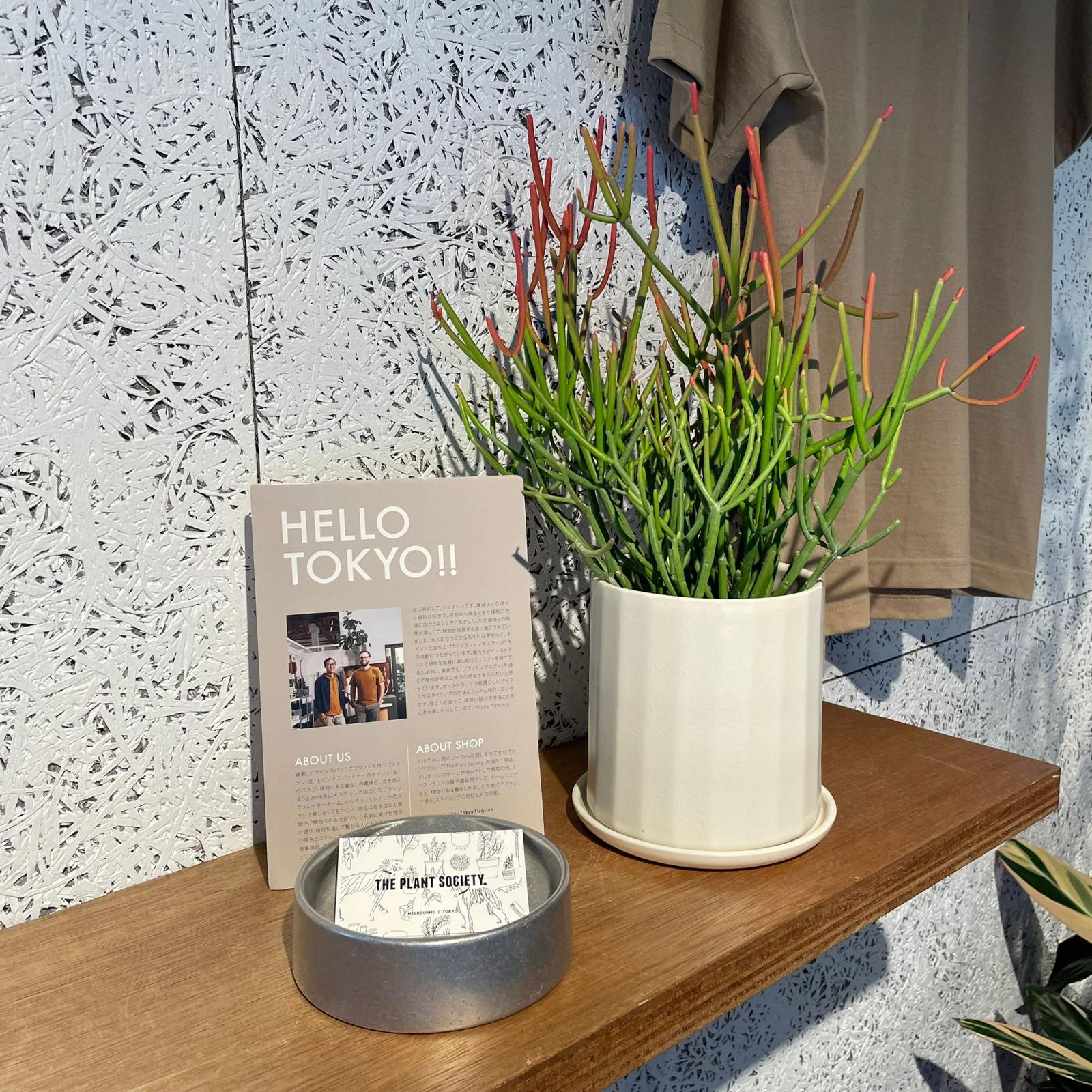 Euphorbia Tirucalli ‘Sticks on Fire’ ユーフォルビア ミルクブッシュ 'スティック オン ファイヤー'