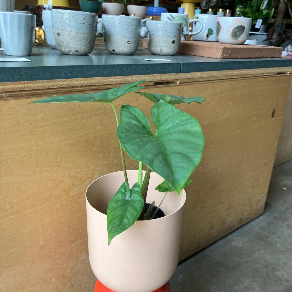 Alocasia アロカシア コラゾン I インドアプランツ I プラント