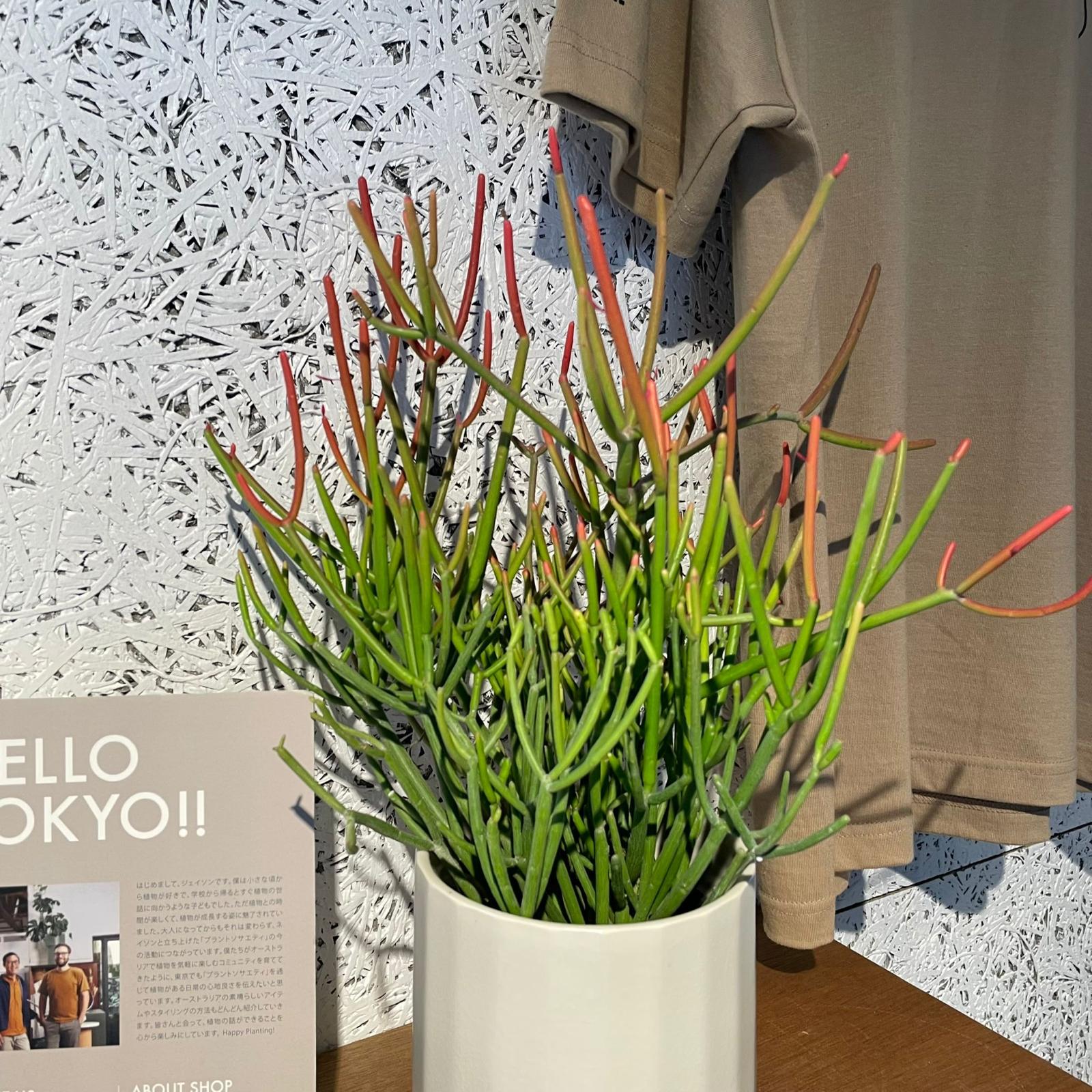 Euphorbia Tirucalli ‘Sticks on Fire’ ユーフォルビア ミルクブッシュ 'スティック オン ファイヤー'